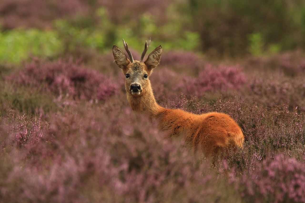 Wild spotten op de Veluwe: Zo vergroot je jouw kans!